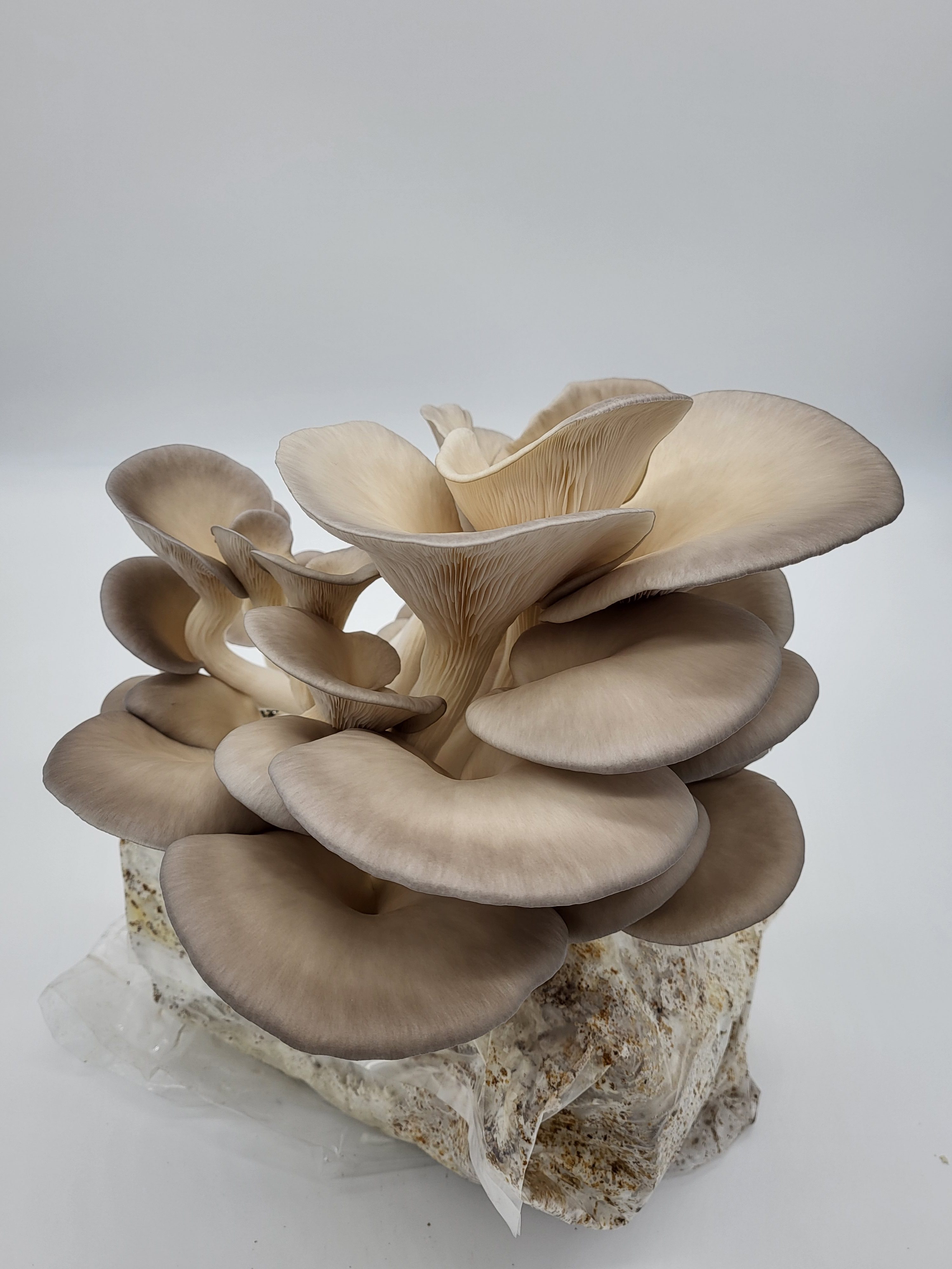 Organic Gray Oyster Mushrooms